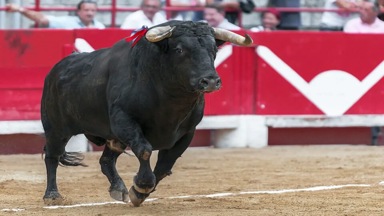 Sélection de taureau de corrida